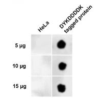 DYKDDDDK (binds to Sigma FLAGŪ), ALP-conjugated in the group Tag Antibodies / DYKDDDDK (binds to SigmaFLAGŪ) at Agrisera AB (Antibodies for research) (AS18 4180)